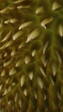 Dikey video. Makro Perspektif, Egzotik Tropikal Meyve Konseptinde Dikenli Kabuk ve Dokulu Tabanı Gösteren Yukarı Kayan Kamera ile Dönen Durian 'ın Alt Görünümü