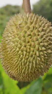 Dikey video. Arka planda Bulanık Rüzgâr Hareketli Ağaçlar Ön Açı, Tropikal Hasat Konsepti ile Durian Sarkıyor ve Döndürüyor