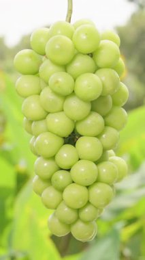 Dikey video. Japon Yeşil Üzüm Kümesi, Arka planda Merkezden Yeni Üretim Konseptinden Ağaçların Hareket Ettiği Parlak Doğal Işıkta Kusursuz Dönüyor