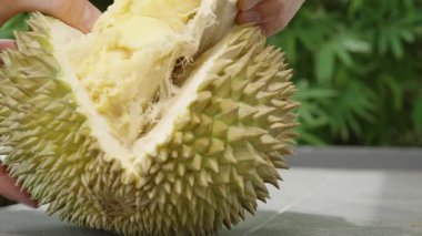 Durian 'ın Elle Açılıp Açığa Çıkarılması İçi Kremsi Sarımsı İçi Açık Dış Görünüm, Egzotik Meyve Konsepti