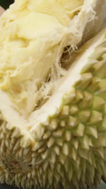 Dikey video. Durian 'ın Elle Açılıp Açığa Çıkarılması İçi Kremsi Sarımsı İçi Açık Dış Görünüm, Egzotik Meyve Konsepti