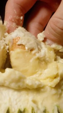 Dikey video. Dikenli Kabuk 'tan nazikçe çekilen kremalı Durian eti dramatik ışıklandırma ve egzotik meyve kavramı için sığ alan derinliği ile yakın çekim