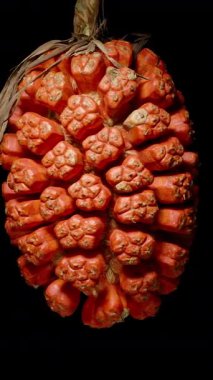 Dikey video. Büyük Turuncu Pandanus Meyvesi Siyah Arkaplan 'a Karşı Yavaşça Dönüyor, Hafif Aşağı Doğru Açıyla Çekiliyor, Detay ve Dokuya Vurgu Yapıyor, Döngü Animasyonu, Egzotik Meyve Konsepti