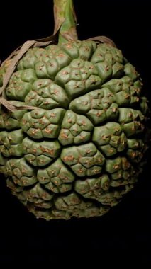 Dikey video. Tüm Yeşil Pandanus Meyve Asma ve Kurumuş Yapraklar ile Yavaş Dönüşümlü Orman Üretim Konsepti, Genel Bakış Açısı, Orman Üretimi