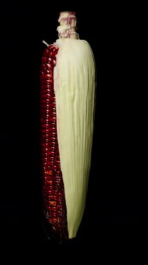 Dikey video. Kızıl Mısır 'ın Tüm Kulağı Siyah Bir Arkaplana Karşı Yavaşça Dönüşümlü, Parlak Çekirdekler ile Kısmen Kabuklu, Stüdyo İzole, Sağlıklı Tahıl Konsepti