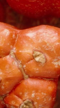 Dikey video. Turuncu Pandanus Meyve Segmentleri Detaylı Yüzey Dokusu ve Fibröz Çekirdek Görünümü ile Makro Görünümünde Dönüyor, Karanlık Arkaplan Karşısında Yakalandı, Tropikal Organik Konsept