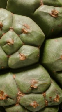 Dikey video. Yeşil Pandanus Meyveleri Dönüyor ve Siyah Arkaplan Karşısında Makro Görüntüde Uzaklaşıyor Ayrıntılı Bölümleri ve Doğal Dokuları Gösteriyor, İzole Stüdyo, Tropik Flora Konsepti