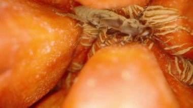 Extreme Macro 'da Uzatılmış Antenli Turuncu Pandanus Bölümü' nden çıkan Böcek, Tropikal Meyve ve Doğal İstila Konsepti 'nin yüzeyine tırmanıyor.