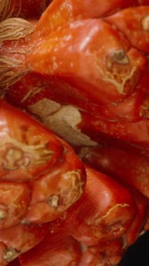 Dikey video. Macro Kaydırma Hareketindeki Turuncu Pandanus Meyve Kümesi Stüdyo Işığı Altında Doğal Dokuları ve Merkezi Çekirdeği Göstermektedir, Tropikal Botanik Konsepti