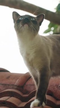 Dikey video. Virajlı Kırmızı Çatı Kiremitleri Üzerinde Ağız Açık ve Arkaplanda Ağaçlar, Doğal Işıkta Düşük Açı Görünümü, Şehir Yaban Hayatı Konsepti