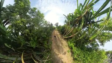 Dar Patikada Tek Başına Duran Yürüyüşçü Etrafı yoğun tropikal bitki örtüsüyle çevrili Güneşli Gök altında Küçük Gezegen Efekti