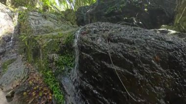 Yosunlu Uçurum Yüzünden Süzülen Su Yoğun Orman Işığında Asılı Kökler ve Islak Kayalıklarla Yandan Gelen Işık Gizli Yağmur Ormanı Mikro Ormanı Kavramını temsil ediyor.