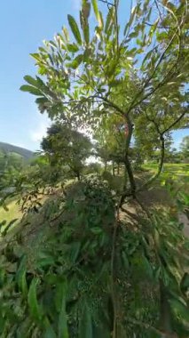 Dikey video. Durian Ağacı yakınındaki Orchard Tepesinde Durian Ağacı 'nın Yanındaki Adam, Geniş Açı Açı' da Sallanan Meyvelerle Organik Tropikal Meyve Çiftçiliği Konseptini Temsil Ediyor
