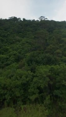 Dikey video. Yoğun Yeşil Orman ile çevrili Dağ Tepesi 'ne doğru sabit bir yükseliş Düşük Açı' dan yumuşak güneş ışığı ile çevrelenmiş Doğa Keşif Konsepti