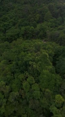 Dikey video. Yoğun Yeşil Orman ile kaplı Yavaş Yükseliş Düşük Başlı İnsansız Hava Aracı Açı Temsilcisi Doğa Gezisi ve Yaban Hayatı Keşfi Konsepti 'nden Yakalandı