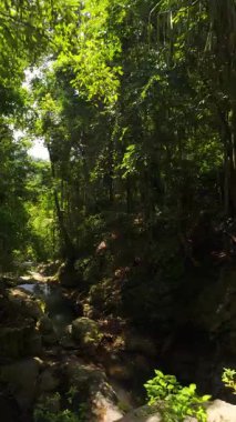 Dikey video. Sakin nehir yosunlu orman uçurumları arasında, yukarıda yoğun ağaç tepecikleri olan, el değmemiş doğayı ve uzak tropikal yabanı yansıtmak için alçak dron açısından yakalanan sakin bir nehir akar.