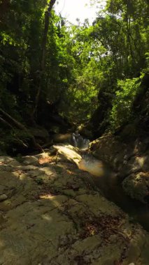 Dikey video. Sığ orman deresi, tropikal bir sükunet ve dinginlik hissi vermek için yumuşak güneş ışığı altında, sık ormanlarda kayalar ve kökler arasında sığ bir şekilde kıvrılır.
