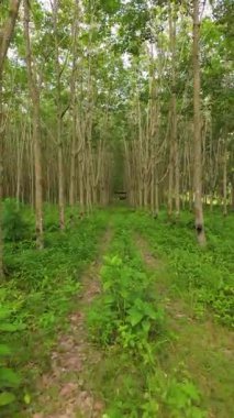 Dikey video. Yoğun kauçuk ağaç plantasyonu, tropikal ortamda sürdürülebilir tarımı göstermek için göz hizasından yakalanan, merkezde dar çim yolu bulunan mesafeye kadar uzanıyor.