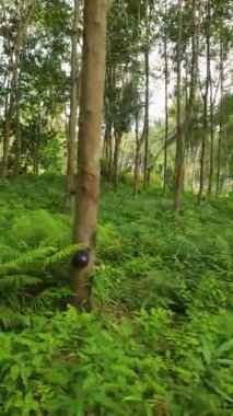 Dikey video. Dinamik düşük açıdan tropikal korulukta toplanan sürdürülebilir lateks hasadını yansıtmak için, dinamik düşük açıyla gösterilen gür çalılıklar arasında, tıklım tıklım dolu kabuk ve toplama bardakları olan plastik ağaçlar düzenli sırada dururlar.