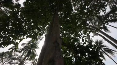 Yoğun tepe örtüsü ve palmiye yapraklarıyla çevrili yüksek bir ağacın gövdesi boyunca yukarıya doğru bakan doğal büyüme ve orman keşiflerini ifade etmek için alçak açılardan çekilen