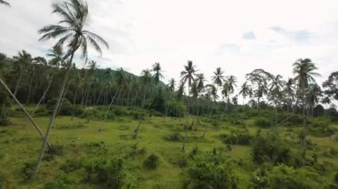 Çimenli düzlüklere saçılmış yüksek palmiye ağaçları arasında geniş açılı tropikal yaban ölçeği görüntülemek için yoğun yeşil zemin üzerinde hava hareketi.
