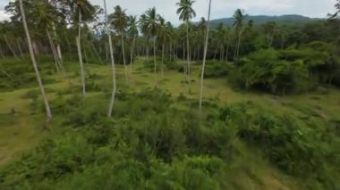 İnsansız hava aracı yeşil palmiye ormanlarının üzerinde çaprazlama uçuyor eğimli açıyla hareket yoğunluğu ve derinliği ekliyor, tropikal araziyi ve doğal büyümeyi gösteriyor.