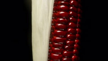 Kırmızı Mısır Koçanı Dönüyor ve Kara Arkaplanda Kısmen Açığa Çıkan Kabuk ile Yavaşça Uzaklaşıyor, Stüdyo Tecrit Edilmiş, Bütünüyle Beslenme Konsepti