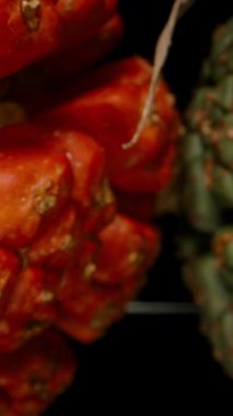 Dikey video. Kırmızı ve Yeşil Pandanus, Siyah Arkaplan 'da Dolly Kaydırma Hareketiyle Yan yana, Olgunluk Aşamaları, Ayrı Stüdyo, Botanik Karşılaştırma Konsepti