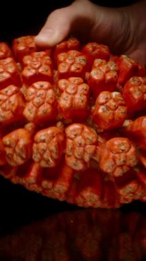 Dikey video. El Tutma Turuncu Pandanus Meyvesi ve Kameraya Doğru Taşımak, Yansıtıcı Siyah Cam Yüzey, Doku ve Şekle Yakın Vurgu, Etkileşimli Tropikal Kavram