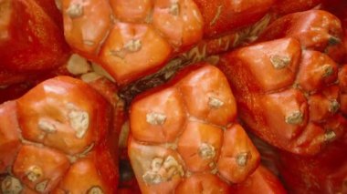 Macro View 'da Turuncu Pandanus Meyvesi' nin İçindeki Boşluğa yerleştirilmiş Böcek, Ayrıntılı Doku, Organik İstila Konsepti ile Bölümler Arasında Beslenme