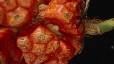 Macro Kaydırma Hareketindeki Turuncu Pandanus Meyve Kümesi Stüdyo Işığı Altında Doğal Dokuları ve Merkezi Çekirdeği Göstermektedir, Tropikal Botanik Konsepti