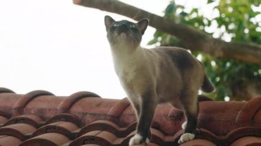 Virajlı Kırmızı Çatı Kiremitleri Üzerinde Ağız Açık ve Arkaplanda Ağaçlar, Doğal Işıkta Düşük Açı Görünümü, Şehir Yaban Hayatı Konsepti