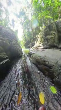 Dikey video. Uzun Kanyon Duvarları Arasında Akan Orman Akıntısı Düşük Açı Altında Çekilen, Huzurlu Tropikal Nehir Geçişi Efektini Temsil Eden Orman Akımı