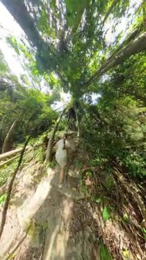 Dikey video. Yoğun Yeşil Ormanla çevrili, Eğri Yürüyen Kadın Küresel Panorama 'da Huzurlu Doğa Keşfi Konseptini temsil ediyor.