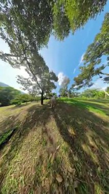 Dikey video. Yaprak Örtüsü Altında Papaya Köküne Ulaşan Kişi İlk Kişi Açı Temsilciliğinde Sunny Yamacında Sürdürülebilir Bahçe Kavramını Ele Geçirildi