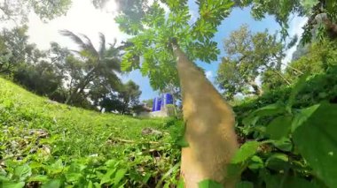 Kalın Gövdeden sarkan Yeşil Papayalar Kümesi Ağaçların Altındaki Geniş Açı Açı 'da Tropikal Meyve Yetiştirme Kavramını Temsil Ediyor