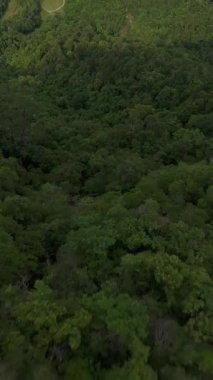 Dikey video. Dağ Zirvesinden Keskin Dalış Yoğun Yeşil Orman tepe örtüsü üzerinde Alçaktan Uçuyor Hava Perspektifi Temsilcisi Uçuk Hava Düşüşü Konseptinden Hareket Bulanıklığında Yakalandı