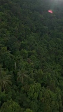 Dikey video. Dağ yamacında yoğun bir orman tepe örtüsü. Kamera yukarı doğru pürüzsüz bir hareketle yükseliyor. Güneş 'ten hafif bir mercek sağ doğa keşfi kavramında parıldıyor.