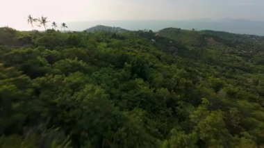 Düz Yol Bölümü Yoğun Yeşil Ağaçlar ve Uzun Palmiyeler Kısmen Bulutlu Gök Altında Dağlık Orman
