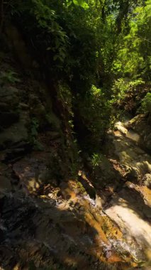 Dikey video. Dar orman vadisinden çağlayan sarp şelaleler, akarsu ve parlak yapraklarla dolu, yüksek gökyüzünden çekilen orman arazisi ve maceracı doğa patikalarının altını çizmek için.