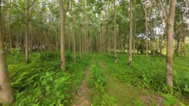 Yoğun kauçuk ağaç plantasyonu, tropikal ortamda sürdürülebilir tarımı göstermek için göz hizasından yakalanan, merkezde dar çim yolu bulunan mesafeye kadar uzanıyor.