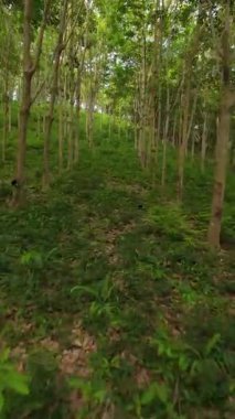 Dikey video. Yeşil yemyeşil zemin kauçuk ağaçlarının altında bir yamaçta yayılır, orman çiftçiliğini ve doğal arazi kullanımını temsil etmek için, dinamik ileri açıdan yakalanır.