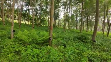 Dinamik düşük açıdan tropikal korulukta toplanan sürdürülebilir lateks hasadını yansıtmak için, dinamik düşük açıyla gösterilen gür çalılıklar arasında, tıklım tıklım dolu kabuk ve toplama bardakları olan plastik ağaçlar düzenli sırada dururlar.