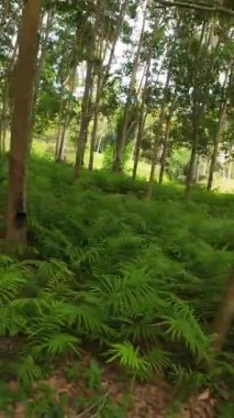 Dikey video. Kauçuk ağaçları, lateks muslukları ve gölgeli yeşil plantasyondaki konteynırları yakından izleyin. Orman ortamında çevre dostu tarım uygulamalarını göstermek için göz hizasında yakalandılar.