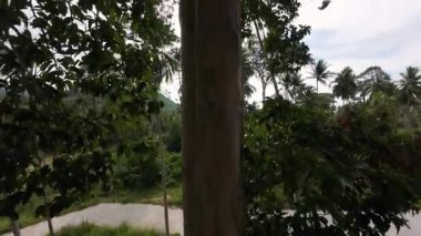 Dalları ve yaprakları olan uzun bir ağaç gövdesi boyunca inen gökyüzüne bakan, doğa bağlantısını ve orman yüksekliği perspektifini ifade etmek için yüksek açıdan çekilen görüntü