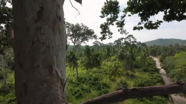 Tepeler ve palmiyeler ile tropikal orman boyunca uzanan yüksek ağaç dalından manzara ve macera duygusu göstermek için yüksek açılı görüntüler