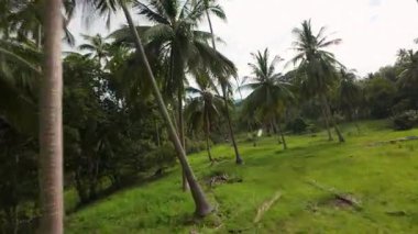 Drone, güneşli, açık bir tropikal ormanda palmiye ağaçları arasında hızla süzülür. Çimenli bir yüzeyi vardır. Doğal uzayda derinliği ve yönünü vurgulamak için hafif bir eğimle yakalanır.
