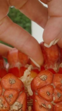 Dikey video. Hafif Çivili Polonyalı Parlak Kırmızı Pandanus Meyvesini Büyük Çekim Kümesinden Yumuşak Doğal Işıklandırma ve Sığ Alan Derinliği, Üst Açı, Egzotik Hasat Konsepti ile Yakın Çekimde Çeken Eller