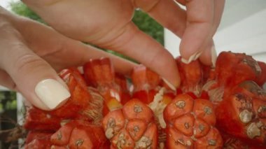 Hafif Çivili Polonyalı Parlak Kırmızı Pandanus Meyvesini Büyük Çekim Kümesinden Yumuşak Doğal Işıklandırma ve Sığ Alan Derinliği, Üst Açı, Egzotik Hasat Konsepti ile Yakın Çekimde Çeken Eller