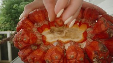 Açık Kırmızı Pandanus Meyvesinin Yakın Görüntüsü Pulpy İçini Elle Tutma Bölümü, Parlak Gün Işığı ve Sığ Odaklanma, Üst Açı, Egzotik Beslenme Konsepti